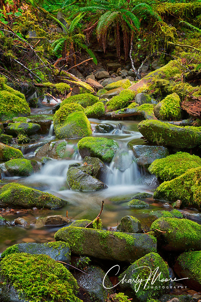 Sol Duc Waterfall Trail #1
