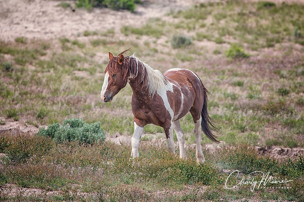 CMP 714_Apache #1