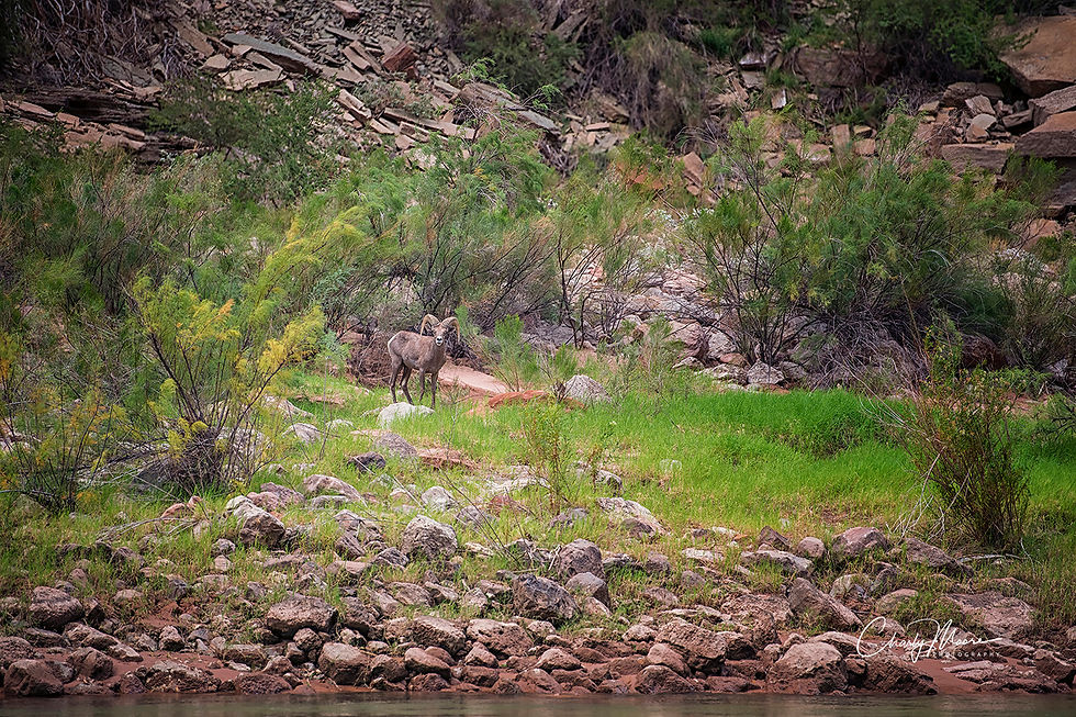 Grand Canyon Bighorn Sheep #1