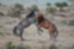 Sand Wash Basin Horses #14
