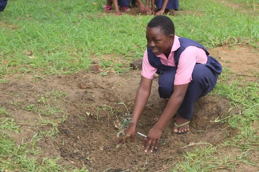 Student planting tree