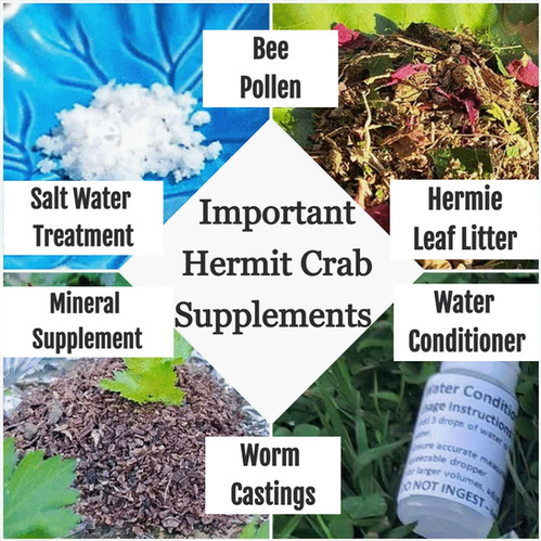 Important Hermit Crab Supplement | Cathy's Creations AU