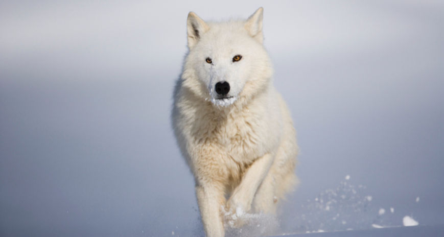 iStock-arctic-wolf-front_edited.jpg