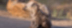 Freepix-shhyena-shypup-profile_edited.jpg