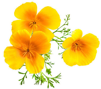 2026 Spring Plant Sale Event