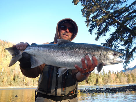 kenai silver salmon