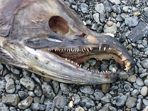 TOTER LACHS KENAI RIVER ALASKA