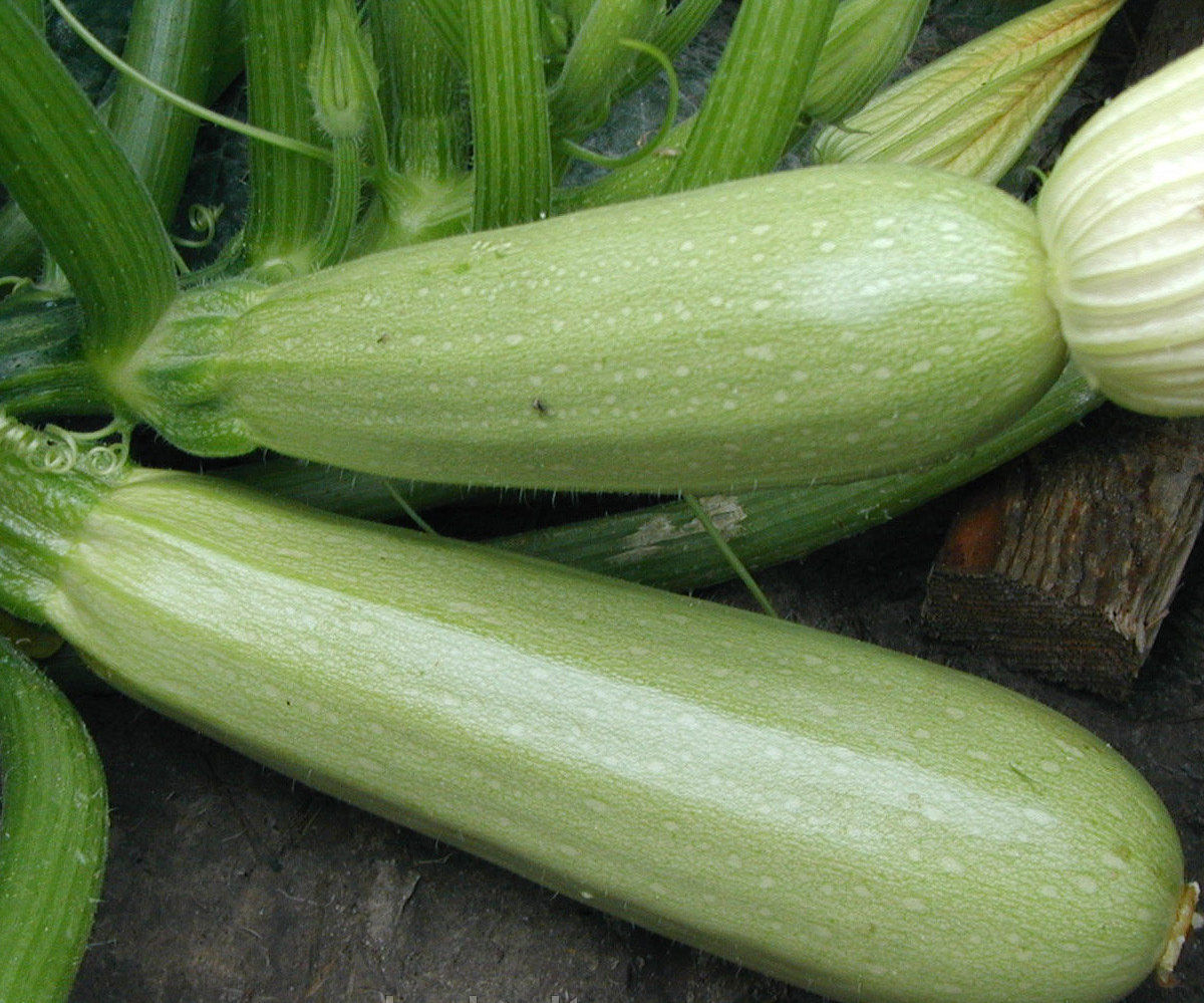 КАБАЧОК САНГРУМ