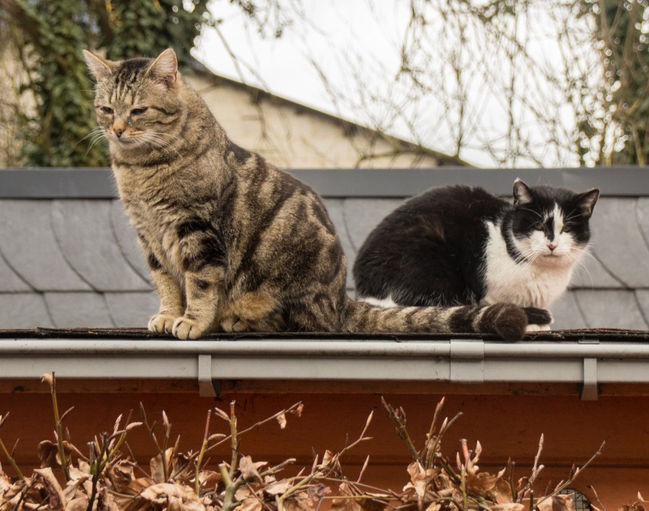 für Internet, Katzen in Idesheim 2018.04.10 10.20.24 8822.jpg