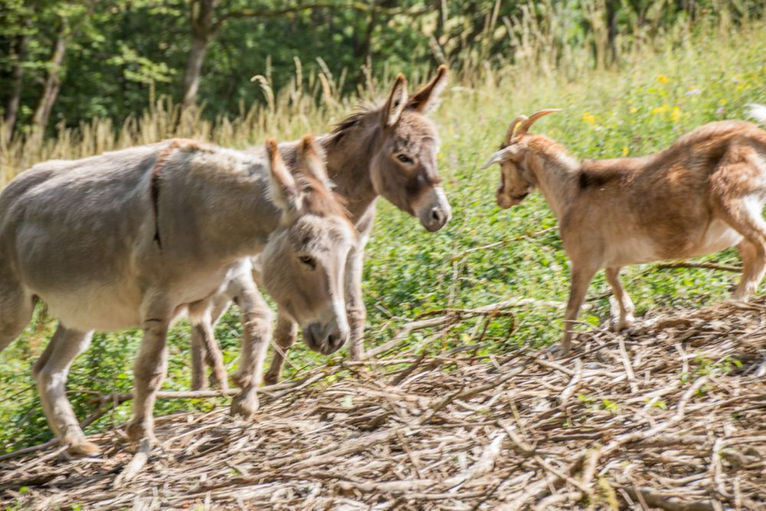 32 254453 Emil, 254454 Hetti, déplacement des ânes, faire connaissance, travail dans une ferme équestre 02/07/2023
