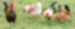 64 Tiervermittlung - Banner unten.jpg