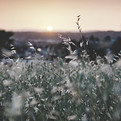 Los Angeles sunset field_edited.jpg