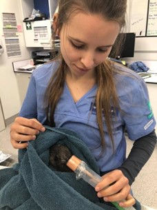 Inducing anaesthesia in a northern brown kiwi (Apteryx mantelli) at Wildbase Hospital.