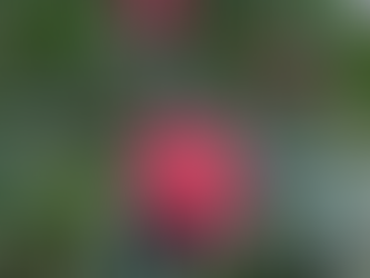 ★注目★利島に日帰りでお越しのお客様へ♪♪♪