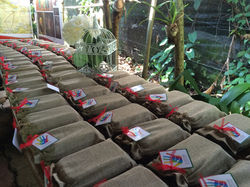 Always Party Costa Rica