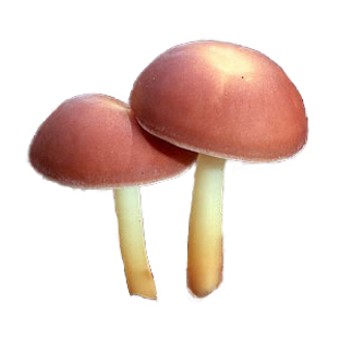 tumblr_1c13991277720f7c6c16dd06102207ea_e114156e_400.png
