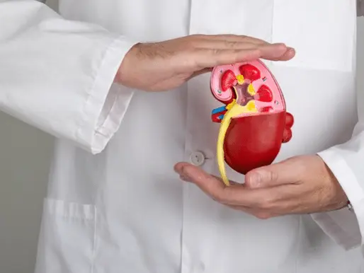 Os rins e uma nova hipótese para o Parkinson