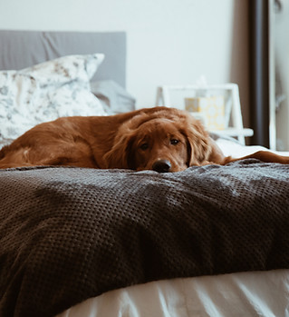 Lazy Brown Dog