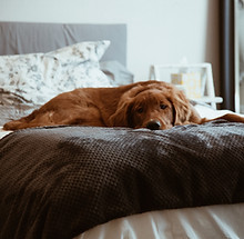 Lazy Brown Dog