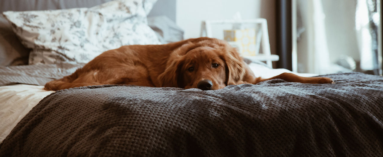 Lazy Brown Dog