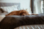 Chien se reposant sur le lit