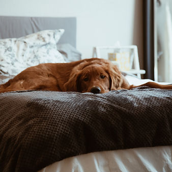 Lazy Brown Dog
