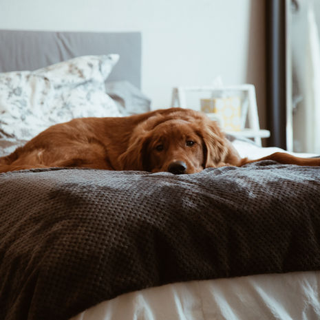 What to do if your dog has separation anxiety when they’re left alone