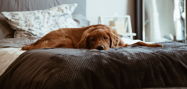 Lazy Brown Dog