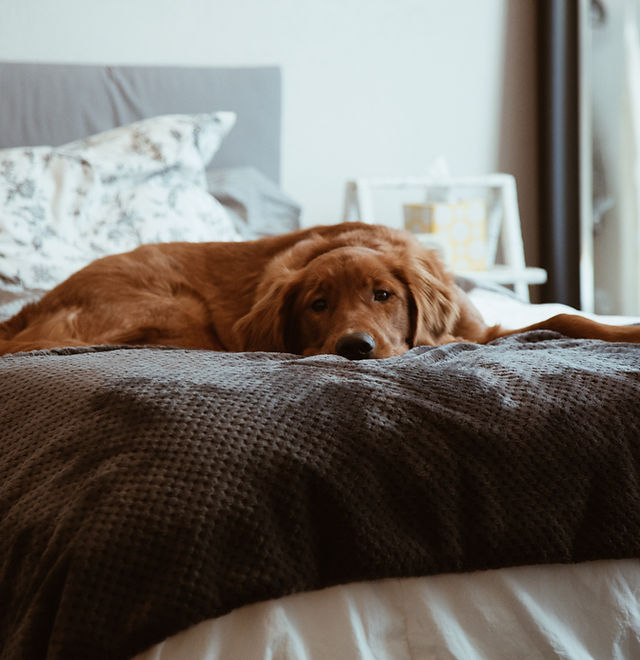 Tailored House Sitting Dorset London Take Me Walkies
