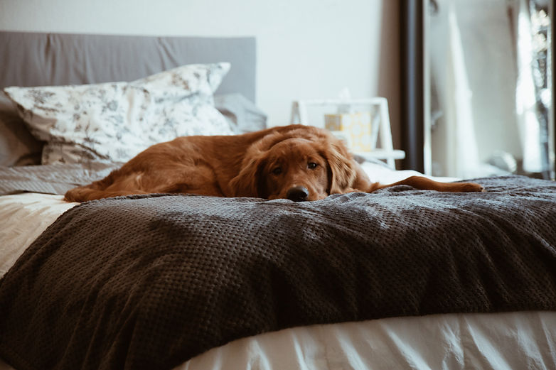 Dog Resting on Bed