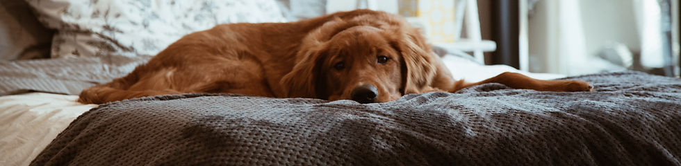 Lazy Dog Brown