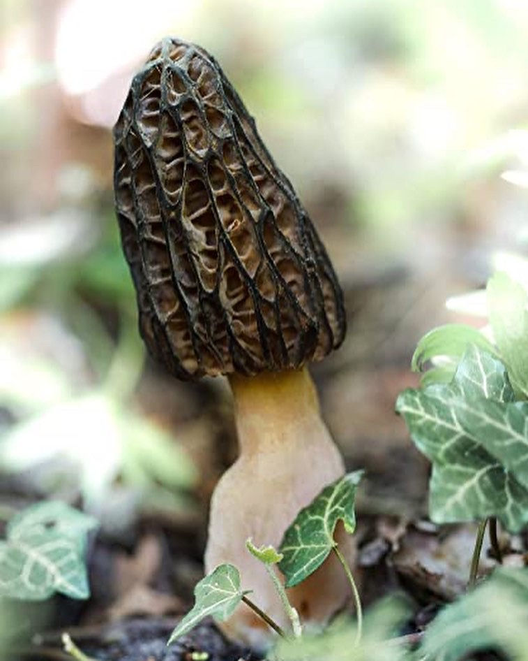 Thumbnail: Black Morel Bauble