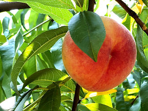 IMG_6632_edited.jpg