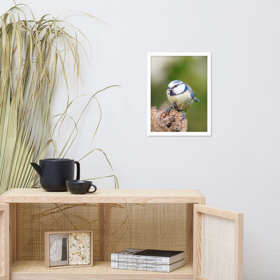 Thumbnail: Blue Tit | Wildlife Fine Art Photography