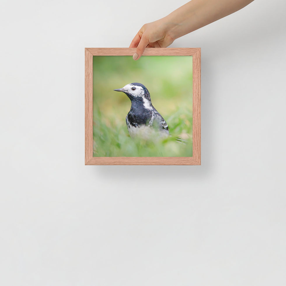 Thumbnail: Pied Wagtail | Wildlife Fine Art Photography