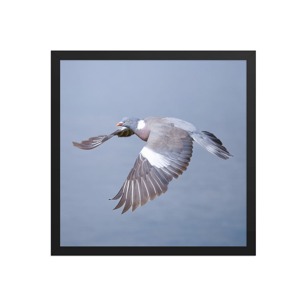 Thumbnail: Wood Pigeon | Wildlife Fine Art Photography