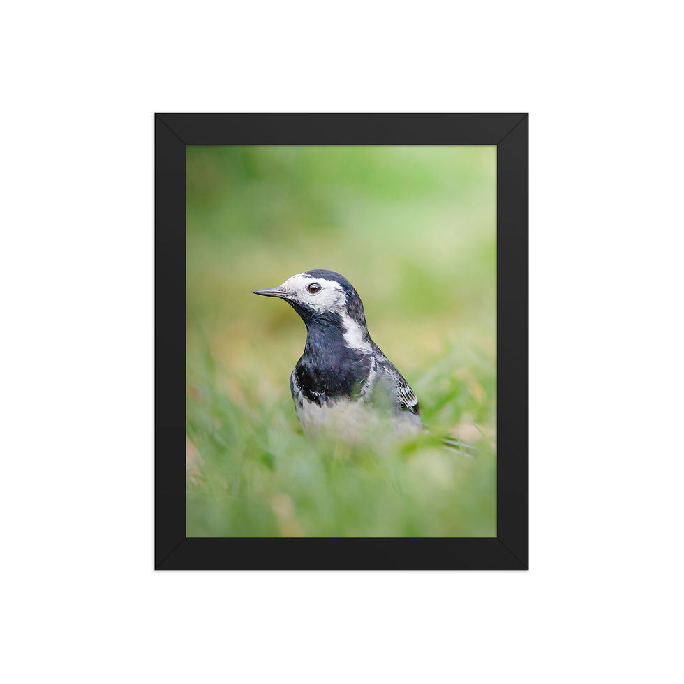 Thumbnail: Pied Wagtail | Wildlife Fine Art Photography