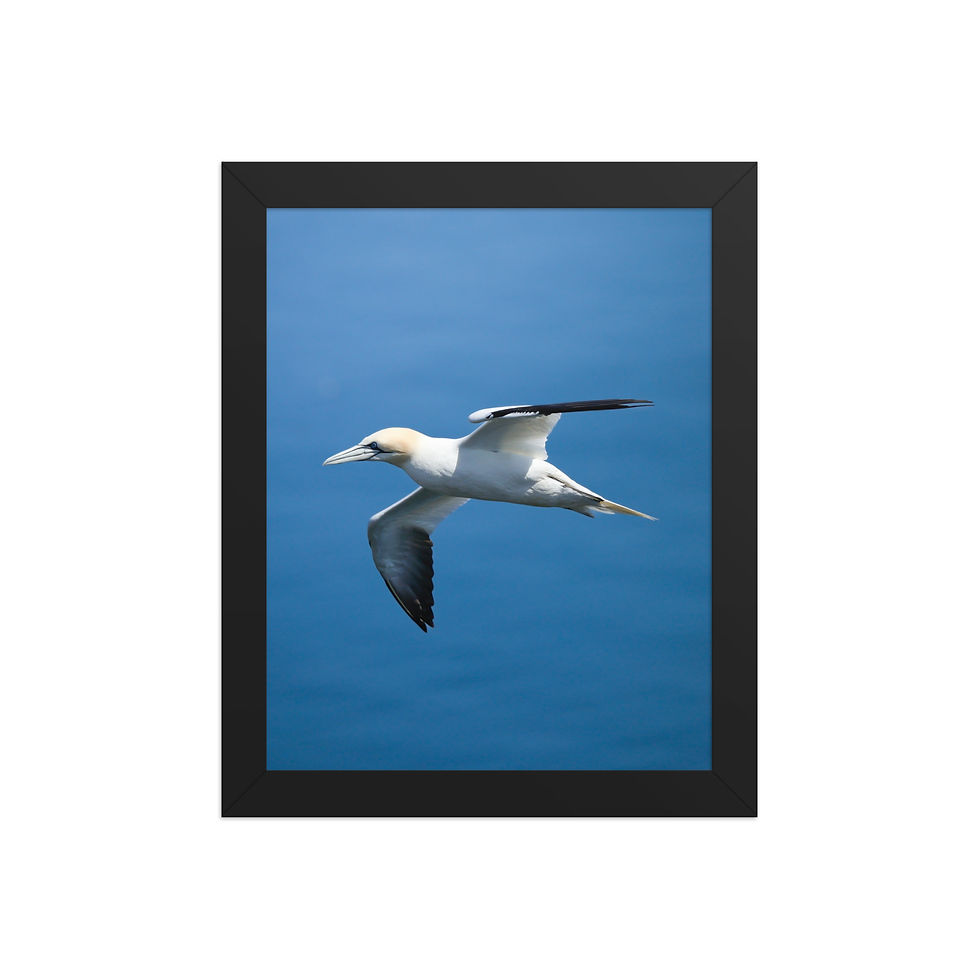 Thumbnail: Northern Gannet | Wildlife Fine Art Photography