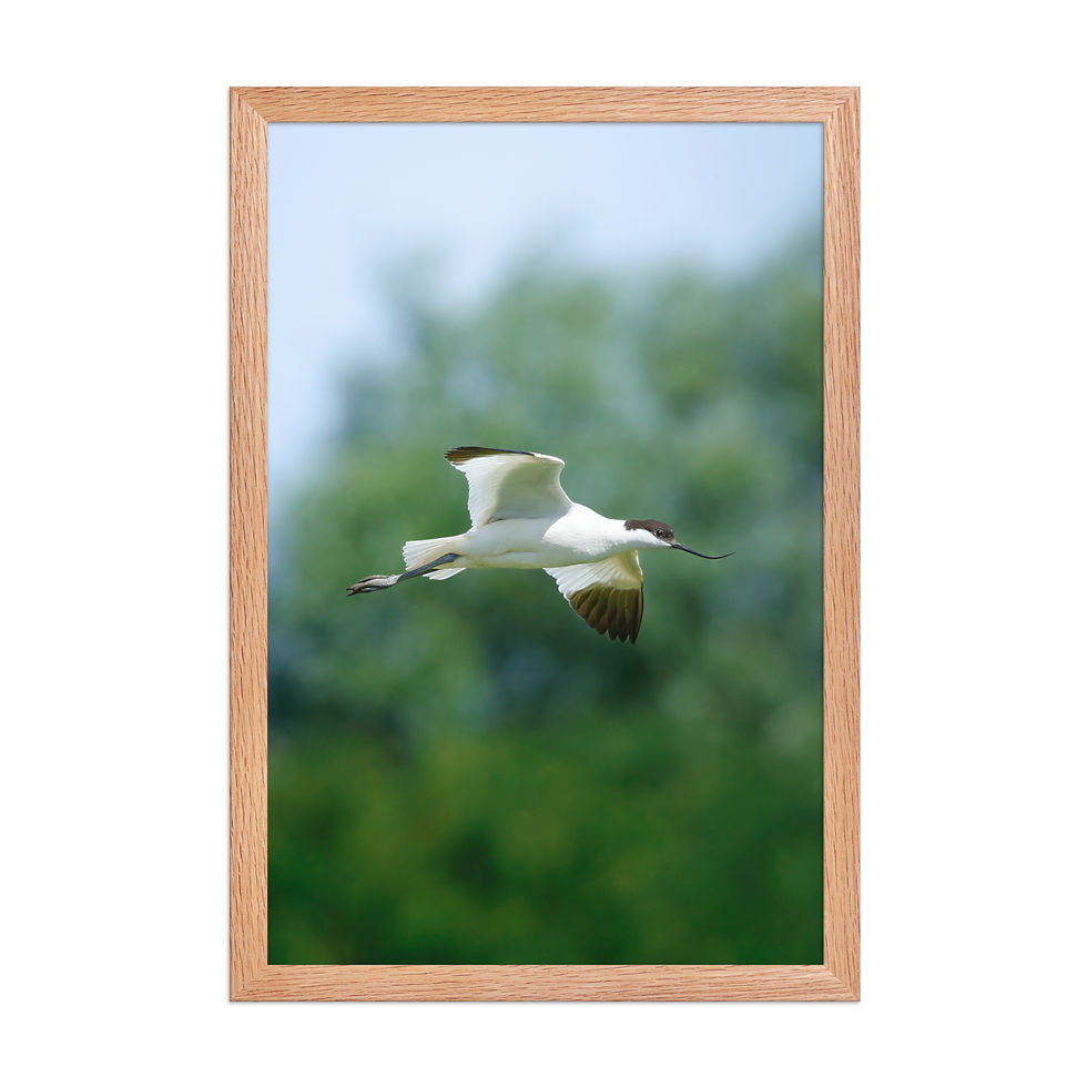 Thumbnail: Pied Avocet | Wildlife Fine Art Photography