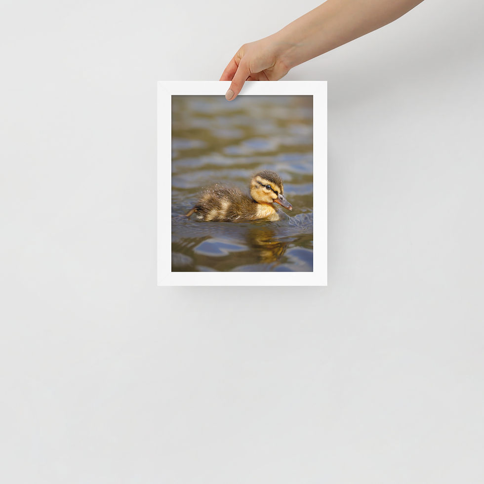 Thumbnail: Mallard Duckling | Wildlife Fine Art Photography 