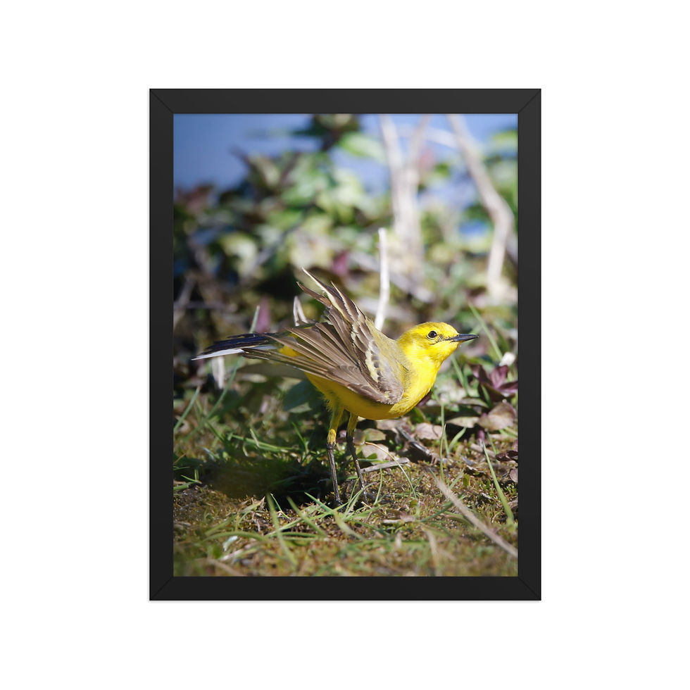 Thumbnail: Yellow Wagtail | Wildlife Fine Art Photography