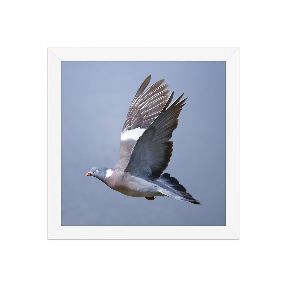 Thumbnail: Wood Pigeon | Wildlife Fine Art Photography
