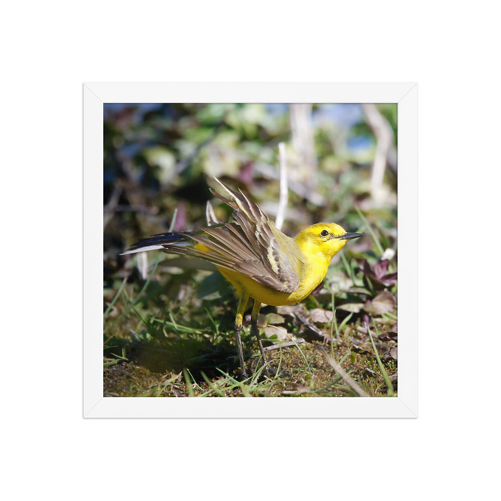 Thumbnail: Yellow Wagtail | Wildlife Fine Art Photography