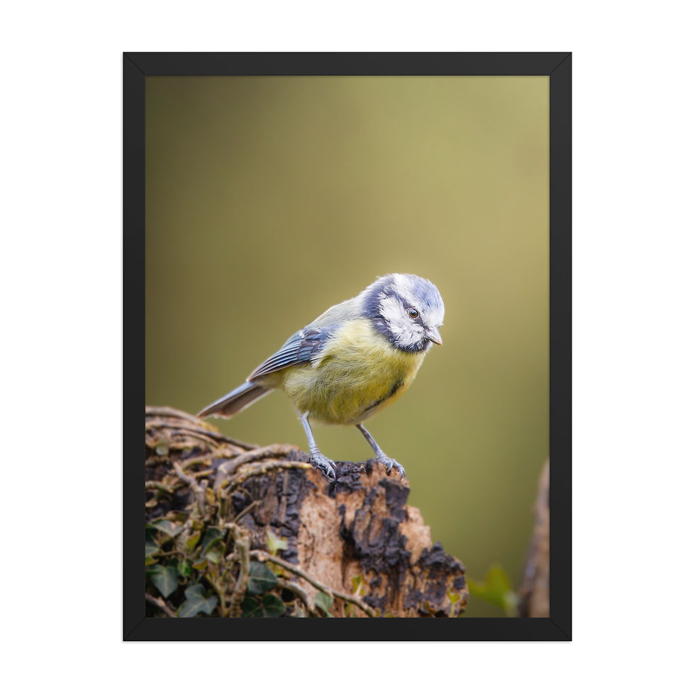 Thumbnail: Blue Tit | Wildlife Fine Art Photography