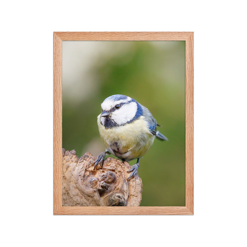 Thumbnail: Blue Tit | Wildlife Fine Art Photography