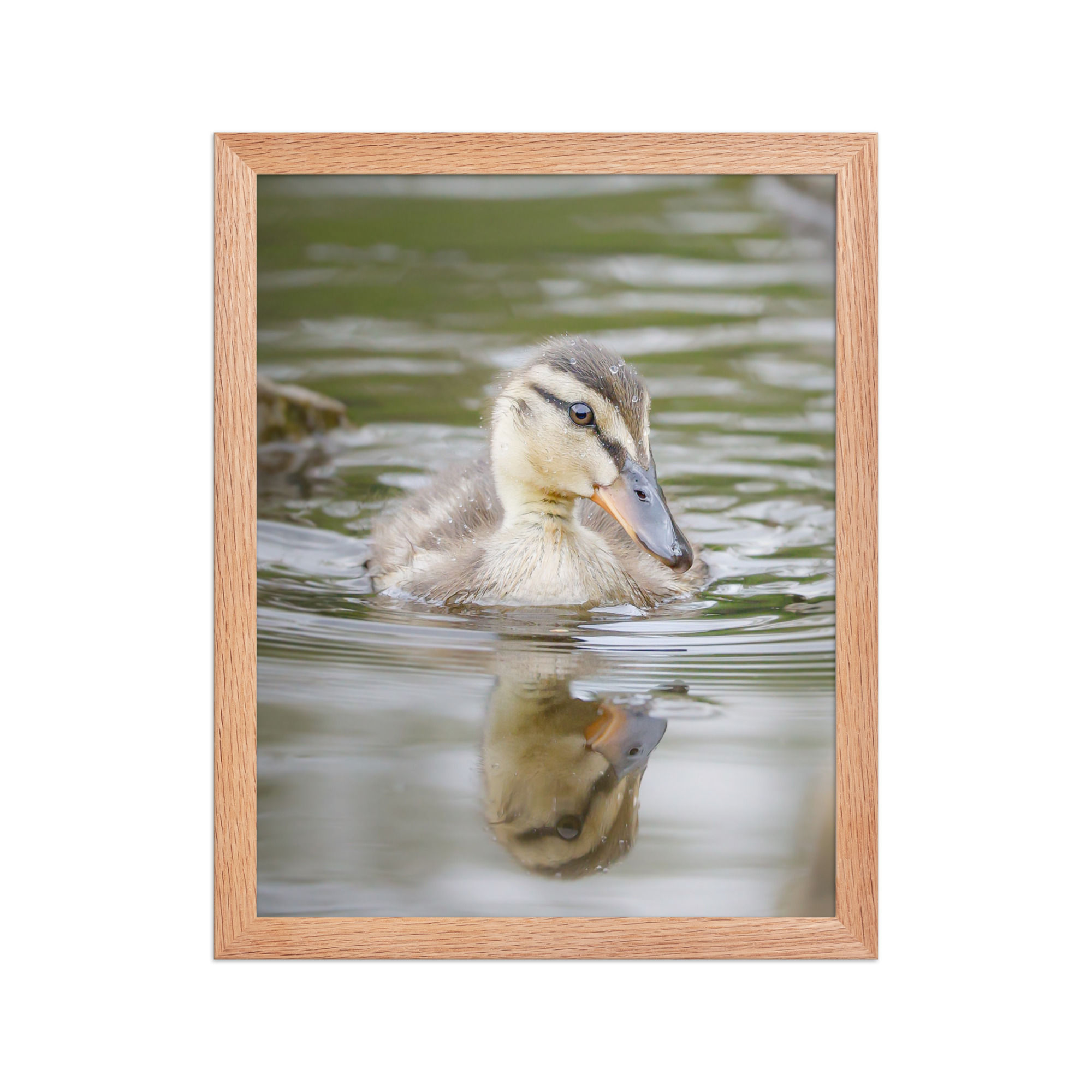 Mallard Duckling | Wildlife Fine Art Photography