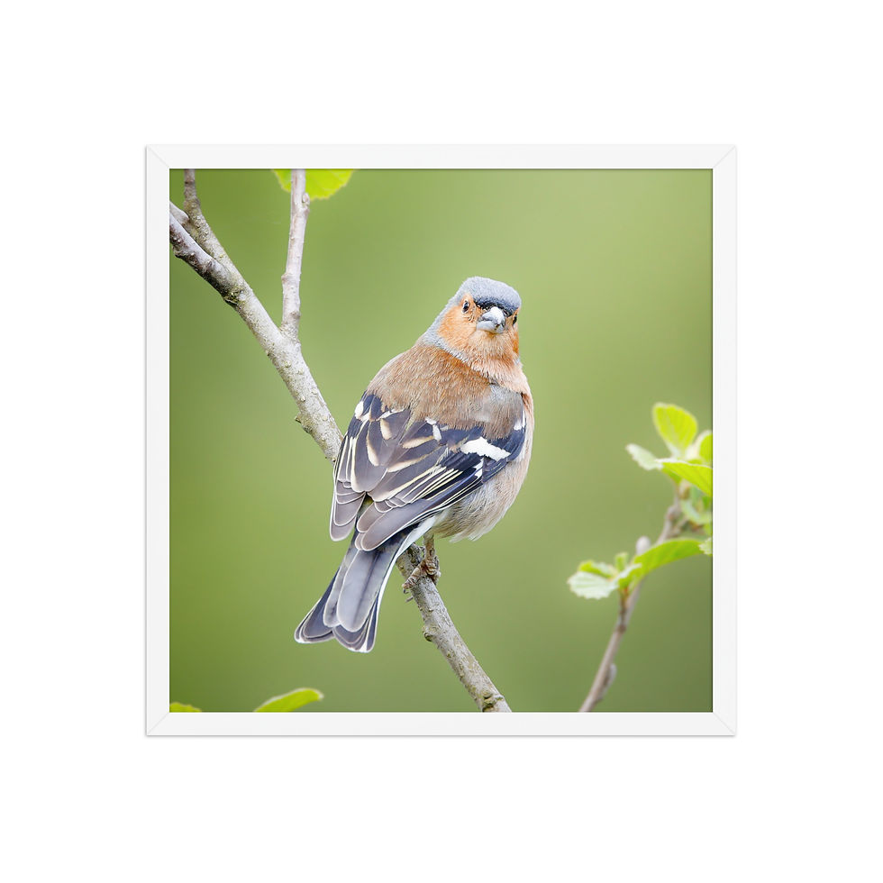 Thumbnail: Eurasian Chaffinch | Wildlife Fine Art Photography