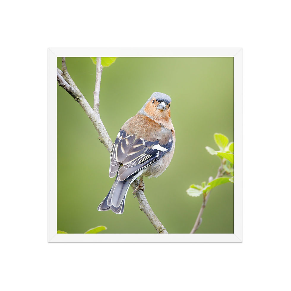 Thumbnail: Eurasian Chaffinch | Wildlife Fine Art Photography