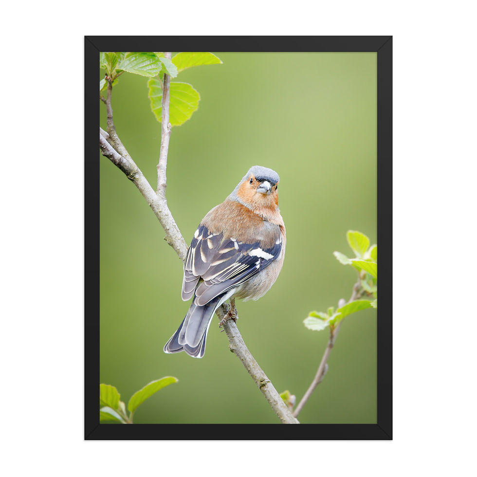 Thumbnail: Eurasian Chaffinch | Wildlife Fine Art Photography