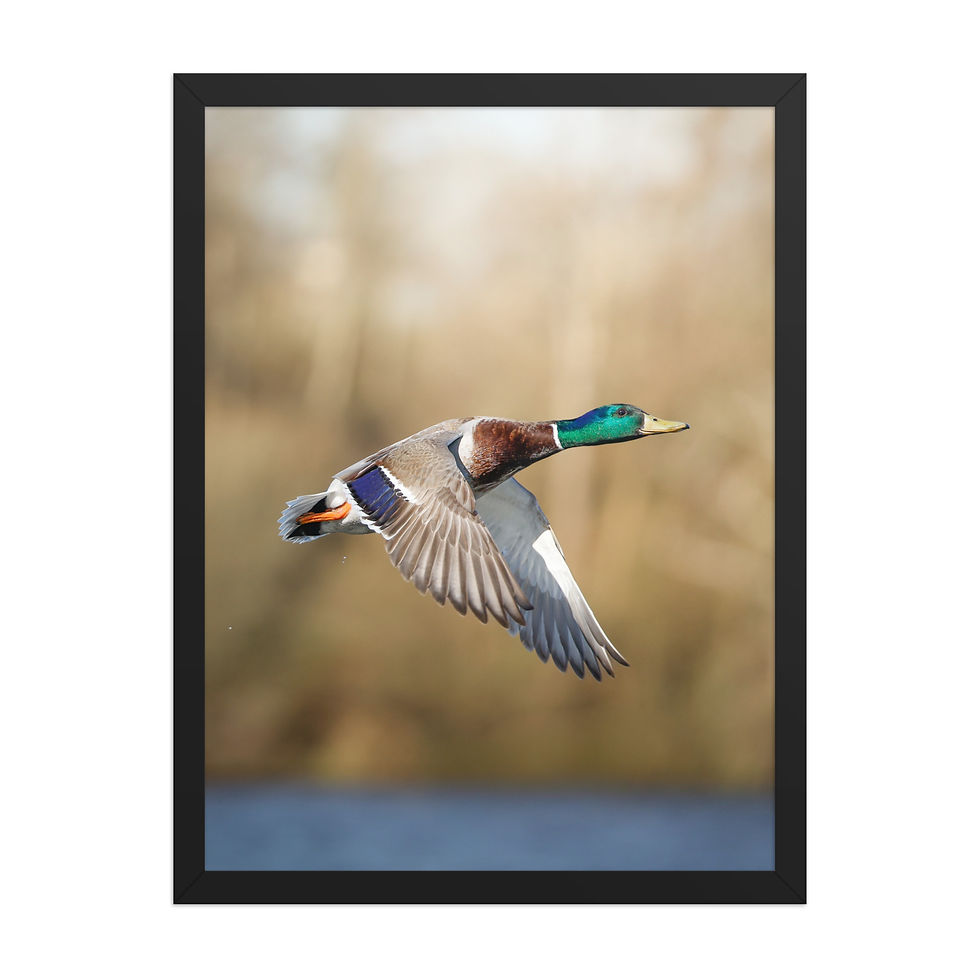 Thumbnail: Mallard Duck | Wildlife Fine Art Photography